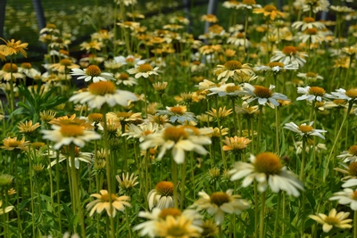 Echinacea Purpurea 'mellow Yellows'