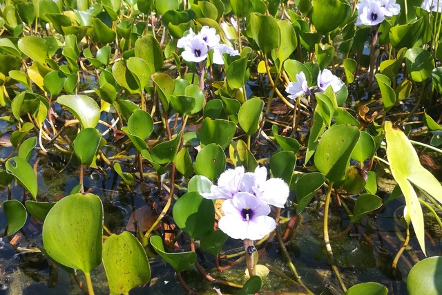 Eichhornia Azurea (giacinto D'acqua)