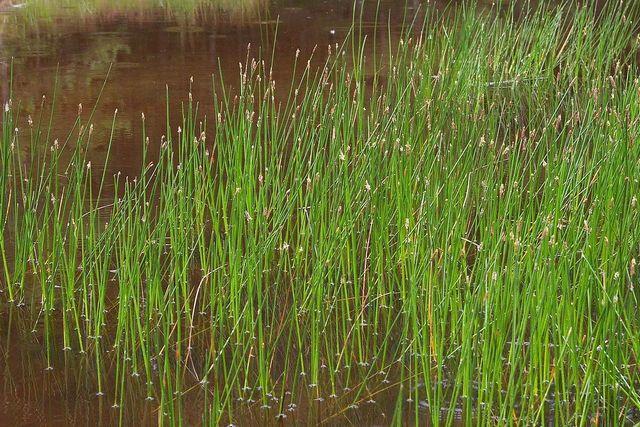 Eleocharis Palustris Autoctona