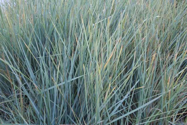 Elymus Arenarius (leymus)