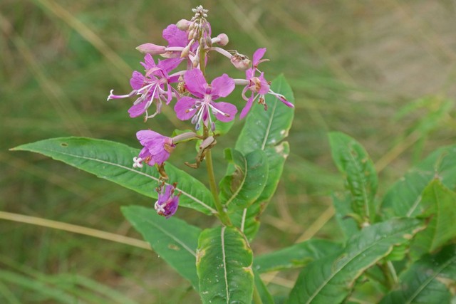 Epilobium Angustifolium