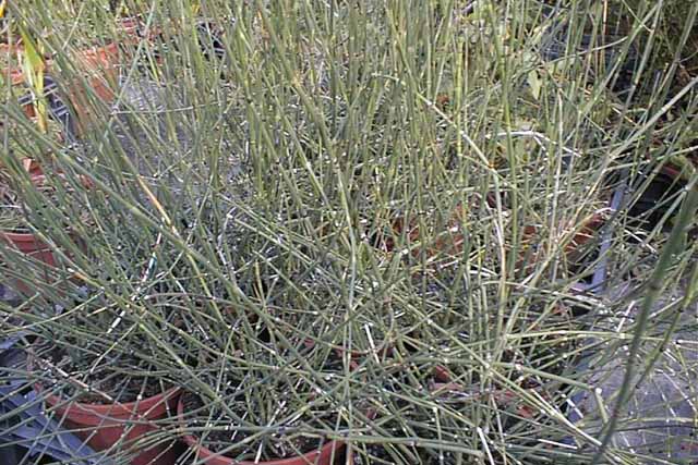 Equisetum Fluviatile (e. Palustre)