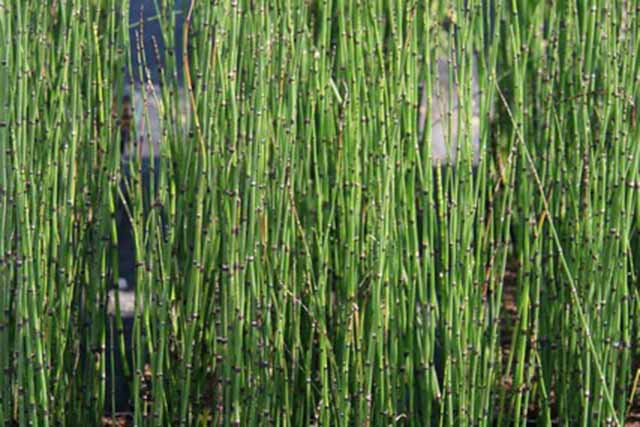 Equisetum Hyemale 'robustum'