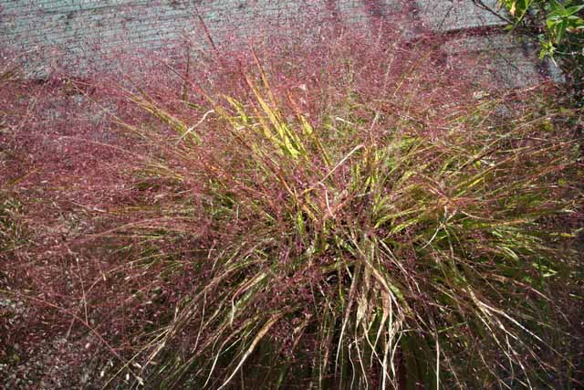 Eragrostis Spectabilis