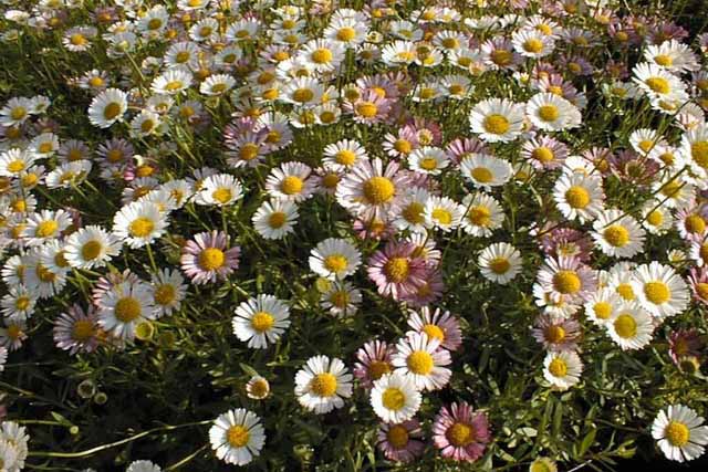 Erigeron Karvinskianus (vittadinia Triloba)