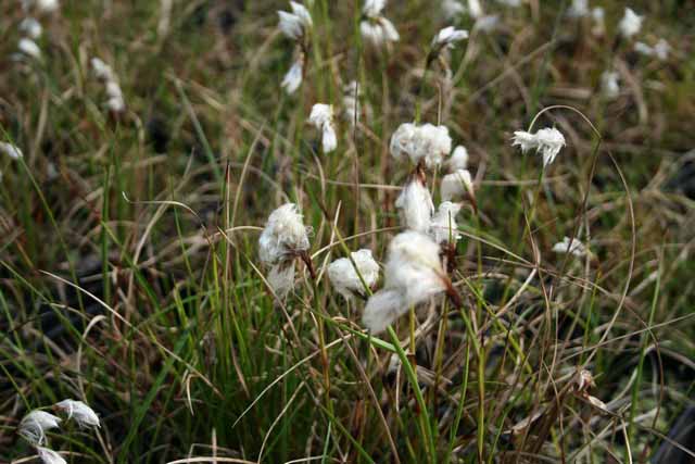 Eriophorum Angustifolium