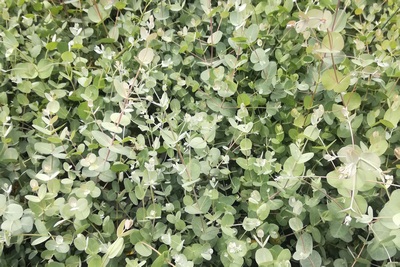 Eucalyptus Gunnii 'silver Tropfen'