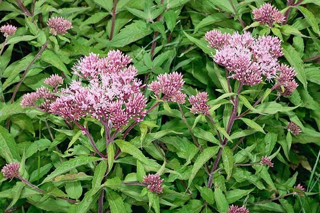 Eupatorium Cannabinum