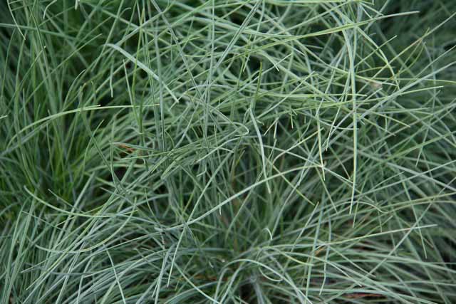 Festuca Glauca 'blue Select'