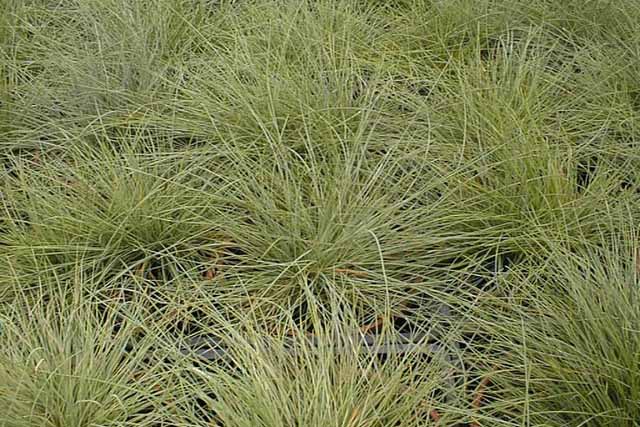 Festuca Ovina (f.nigra Gilib.)