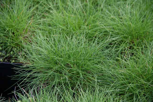 Festuca Gautieri  (f.scoparia)