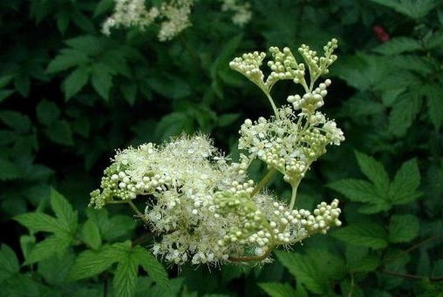 Filipendula Ulmaria