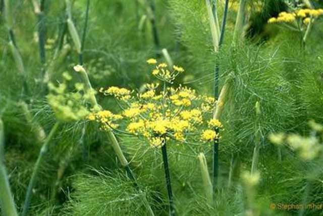 Foeniculum Vulgare  (finocchio Selvatico)