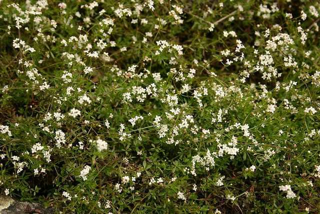 Galium Palustre Autoctona