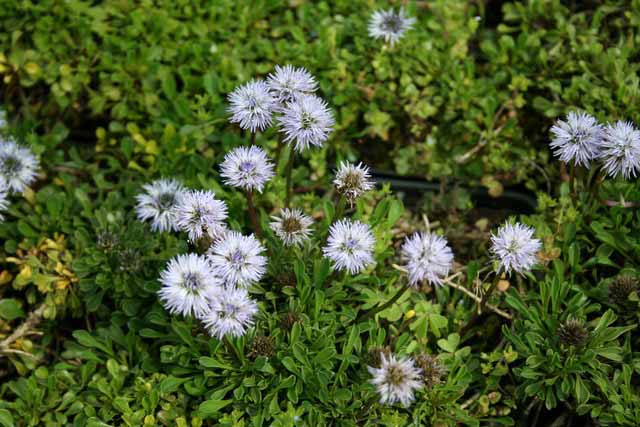 Globularia Cordifolia