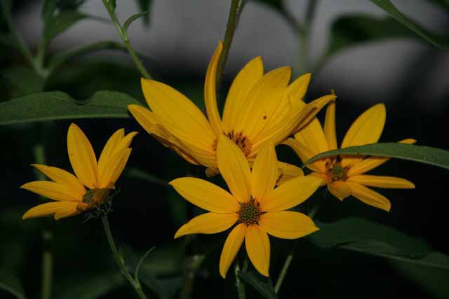 Helianthus Tuberosus  (topinambur)