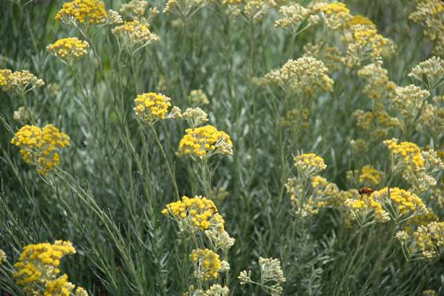 Helichrysum Italicum (h.angustifolium )