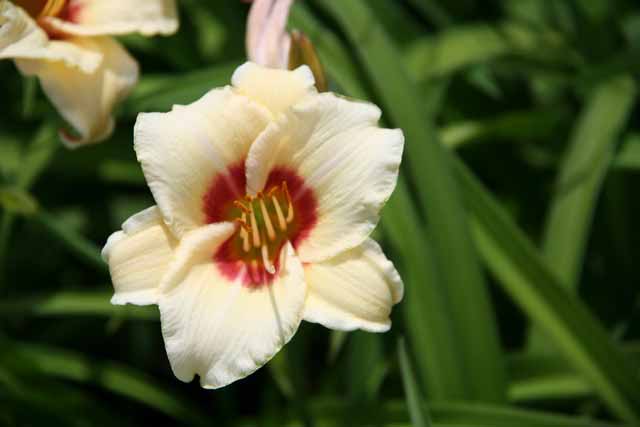 Hemerocallis Hybrida 'siloam Fairy Tale'