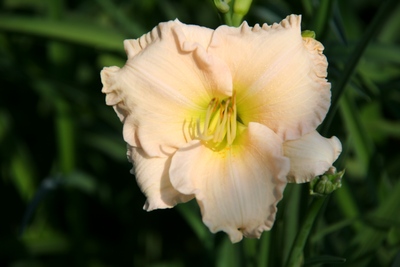 Hemerocallis Hybrida 'lullaby Baby'