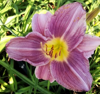 Hemerocallis Hybrida 'prairy Blue Eyes'