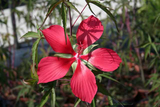 Hibiscus Coccineus (h.militaris)