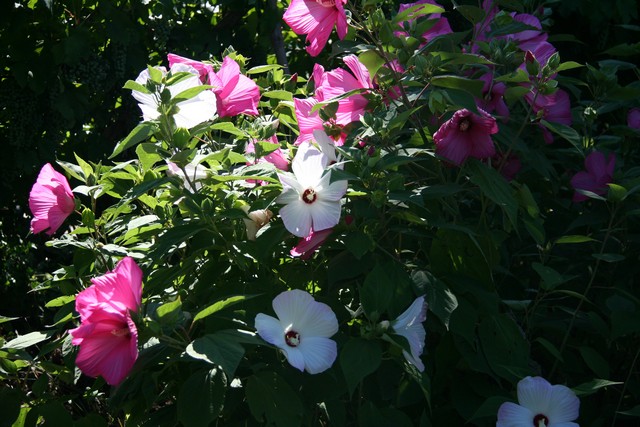 Hibiscus Moscheutos-hybr. 'galaxy'