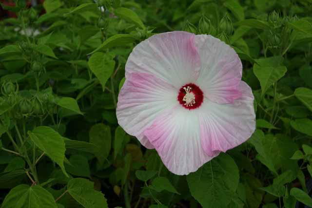 Hibiscus Moscheutos-hybr. 'disco Belle Pink'