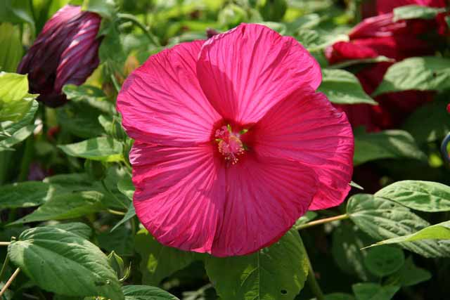 Hibiscus Moscheutos-hybr. 'disco Belle Rosy Red'