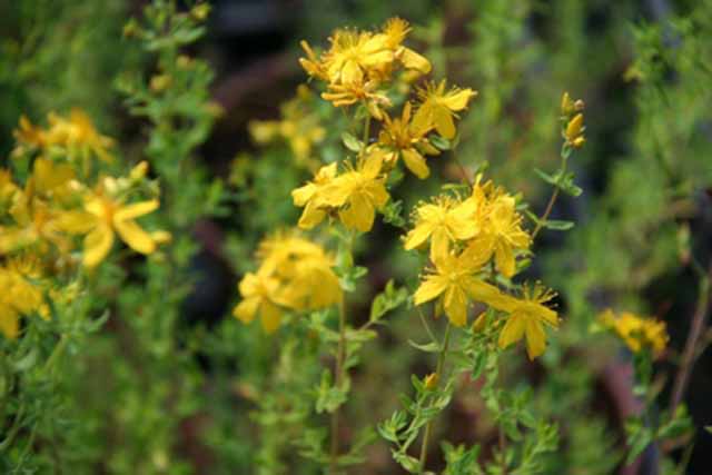 Hypericum Perforatum (erba S.giovanni)