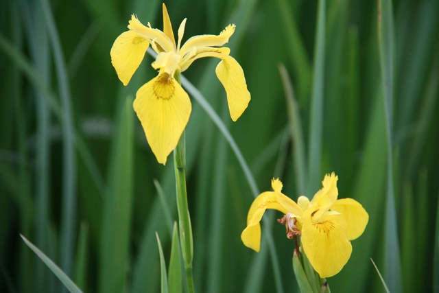 Iris Pseudacorus L.  Autoctona