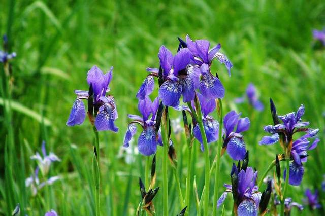 Iris Sibirica Autoctona