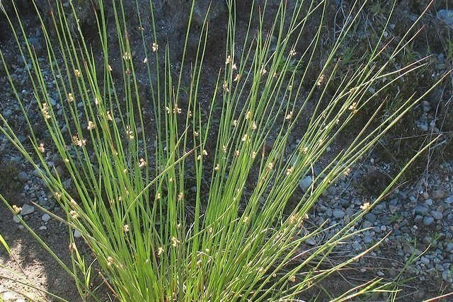 Juncus Effusus Autoctona