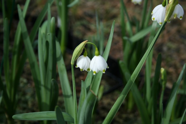 Leucojum Aestivum Autoctona