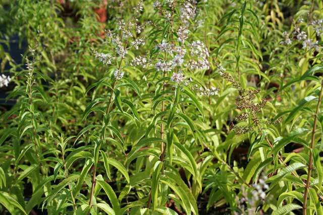 Lippia Citriodora ( Aloysia Erba Luigia-limoncina)