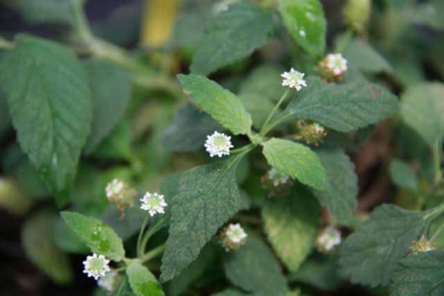 Lippia Dulcis (zucchero Azteco)