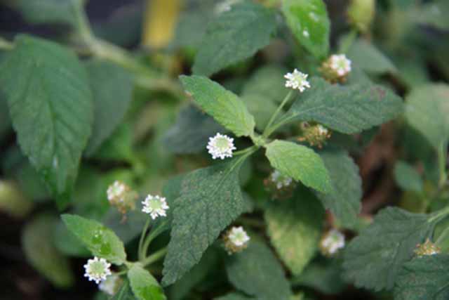 Lippia Dulcis  (zucchero Azteco)