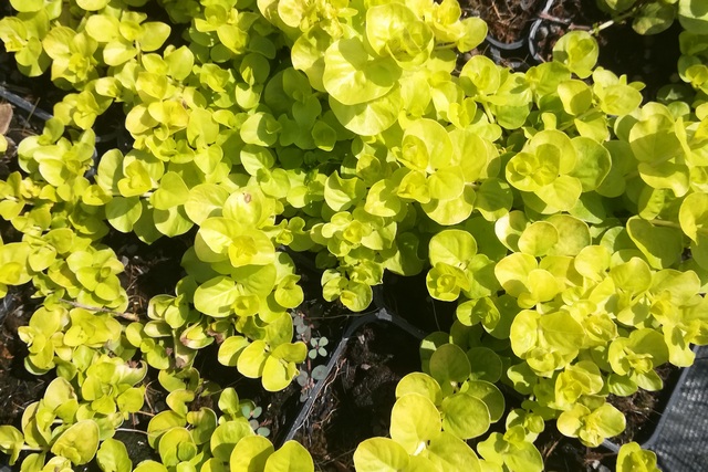 Lysimachia Nummularia 'aurea'