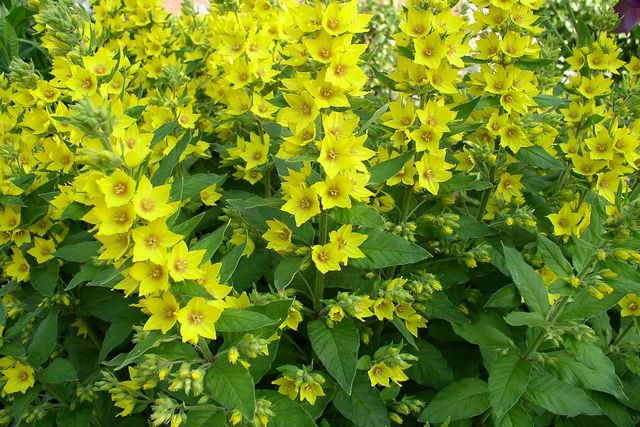 Lysimachia Vulgaris Autoctona