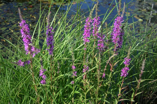 Lythrum Salicaria L. Autoctona