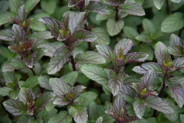 Mentha Piperita 'glaciale'