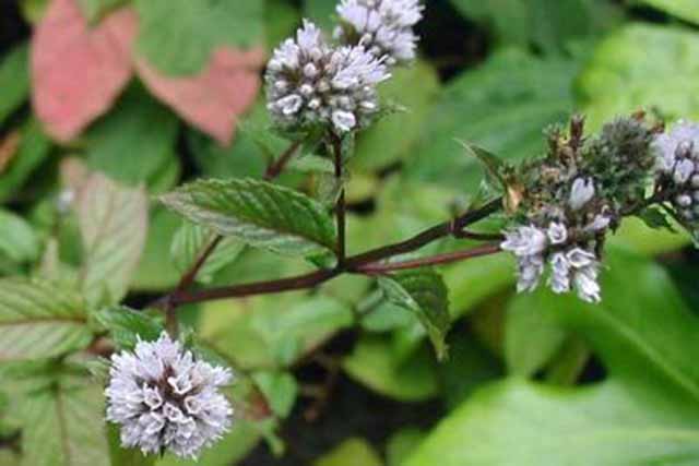 Mentha Piperita