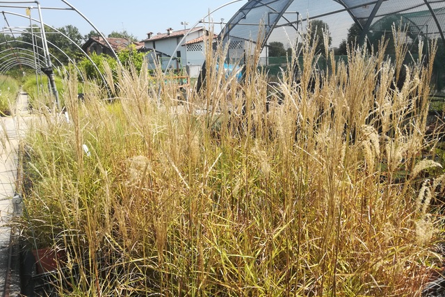 Miscanthus Sinensis 'ferner Osten'