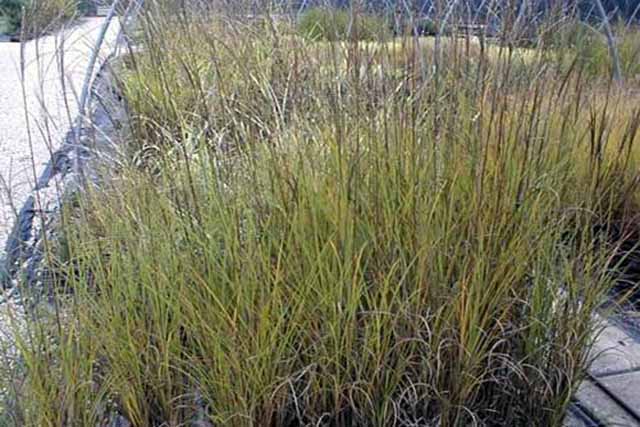 Miscanthus Sinensis 'graziella'