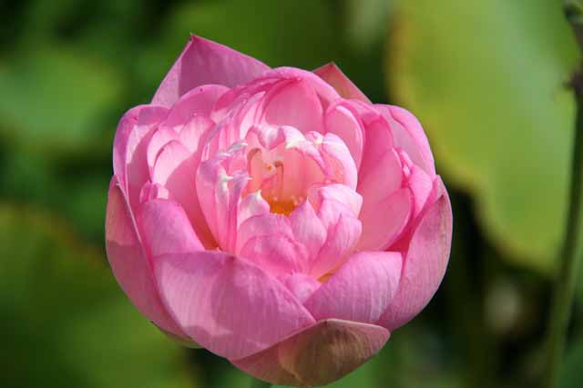 Nelumbo 'dwarf Peony' M