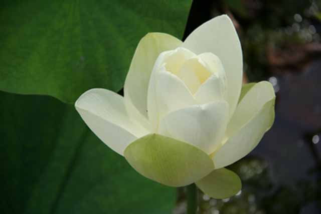 Nelumbo Lutea 'flavescens' G