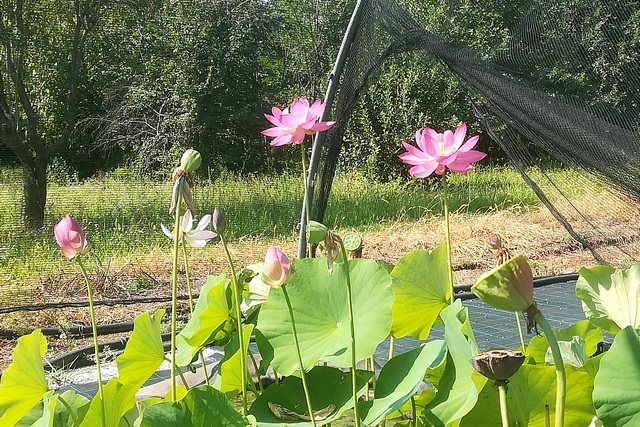 Nelumbo Nucifera 'rosea Plena' Mg