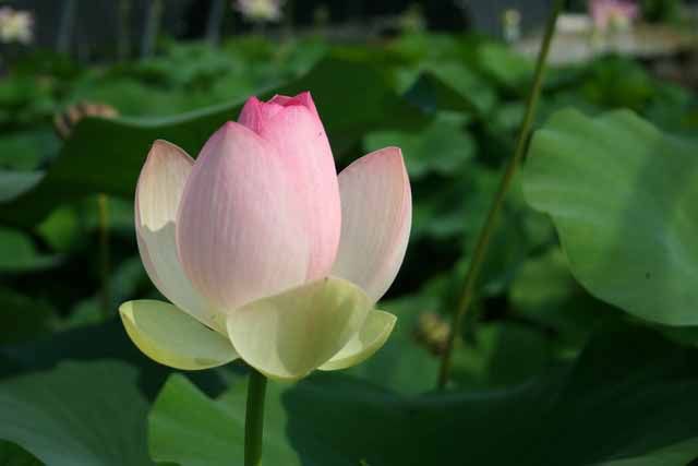 Nelumbo Nucifera 'rosea' G