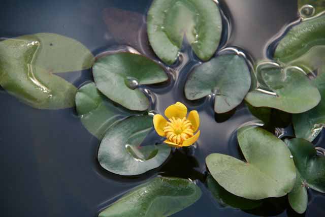 Nuphar Japonica