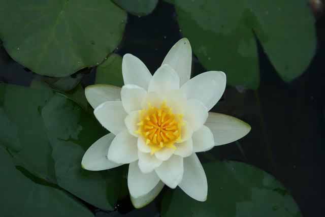 Nymphaea Hybrida Bi 'albatros' M