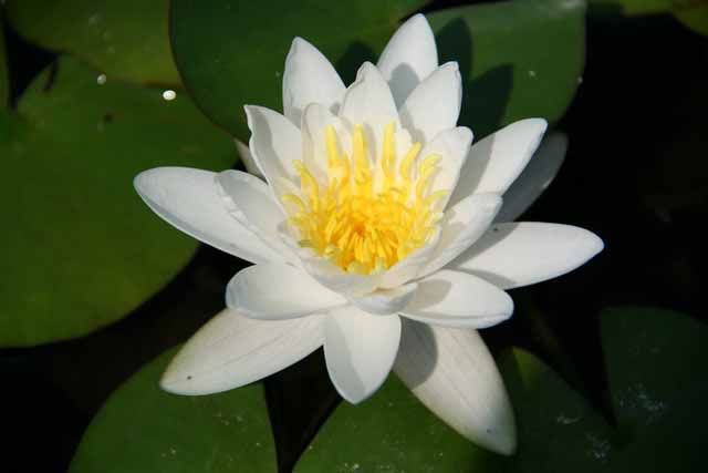 Nymphaea Hybrida Bi 'alba Plenissima' Gm